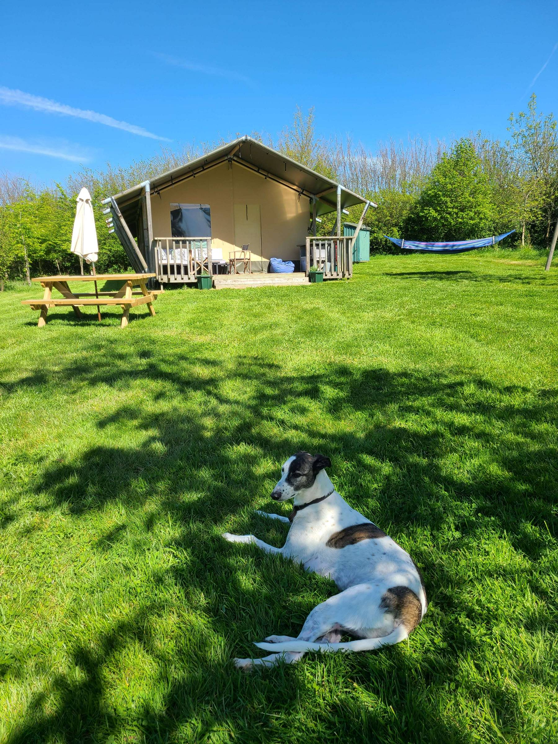 Darcey the dog lounging in the shade