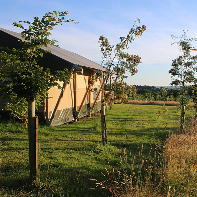 The view from Ash safari tent, surrounded by young trees