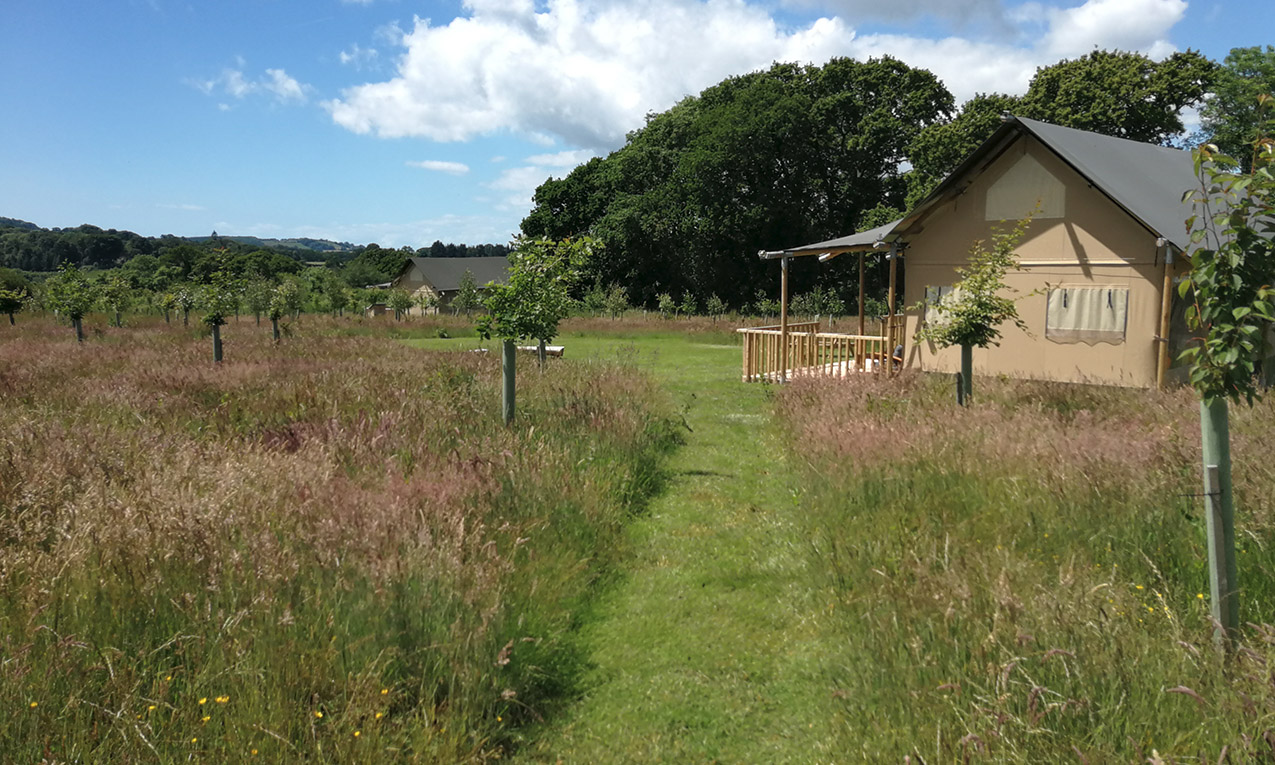 The view of the site past Oak safari tent