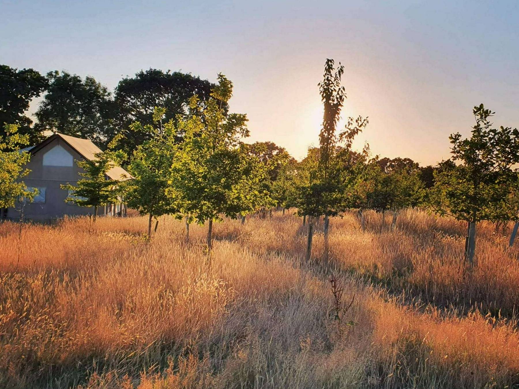 The sunset behind Oak safari tent